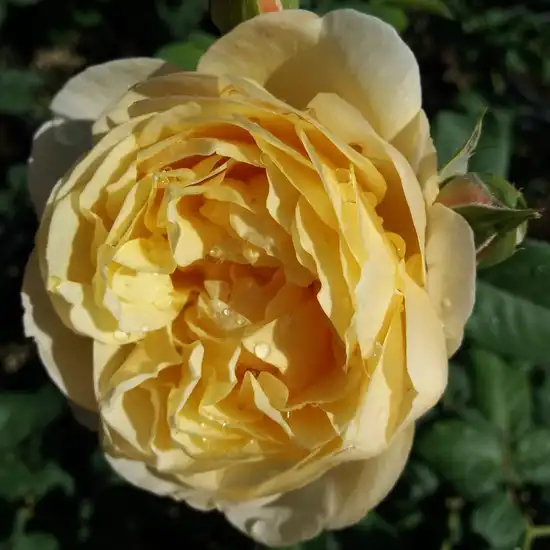 50-60 cm - Trandafiri - Olivera™ - 